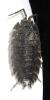 Porcellio scaber